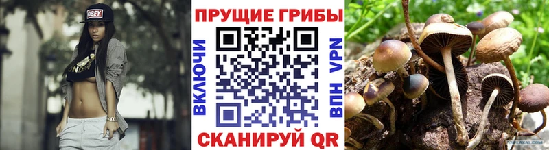 наркотики  Верея  мега   Галлюциногенные грибы Psilocybe 